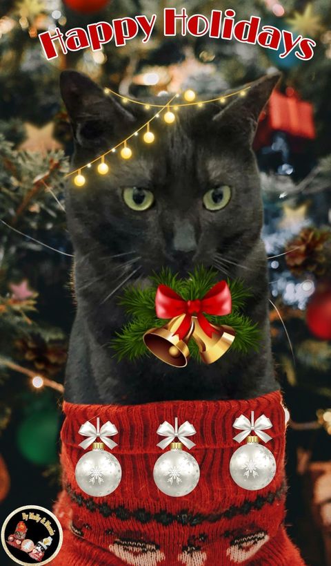 Happy Holidays photo of Gracie, the UTIA Chief Infurmation Security Kitty