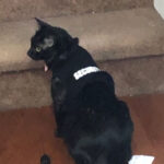 Gracie, UTIA Chief Infurmation Security Kitty and Chief Feline Officer, in security shirt