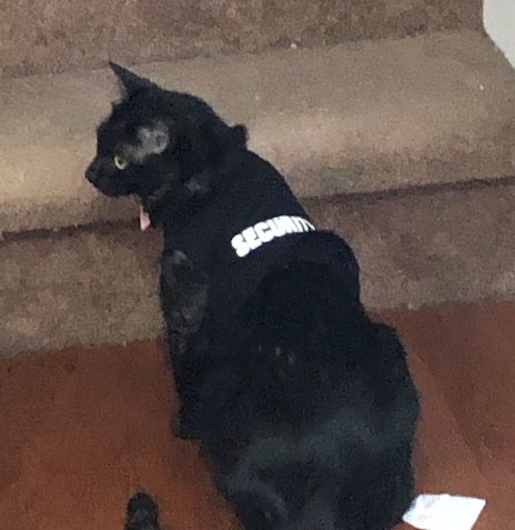 Gracie, UTIA Chief Infurmation Security Kitty and Chief Feline Officer, in security shirt