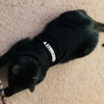 Gracie, the UTIA Chief Information Security Kitty and Chief Feline Officer, wearing her "security" tshirt