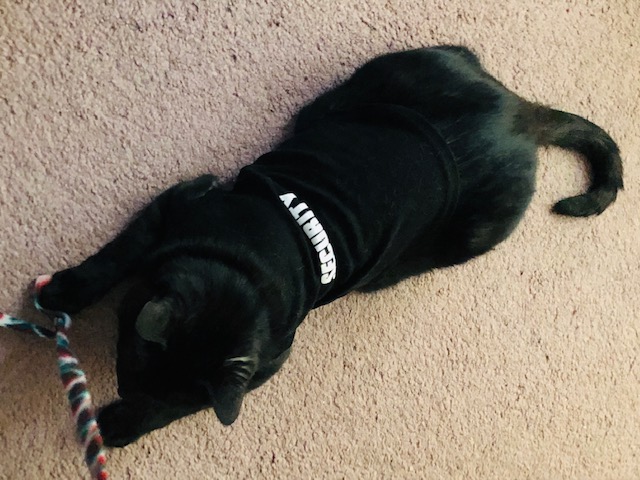 Gracie, the UTIA Chief Information Security Kitty and Chief Feline Officer, wearing her "security" tshirt